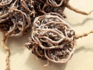 Rose de Jericho (Shajarat Maryam) 20g - 100% Naturelle – Image 2