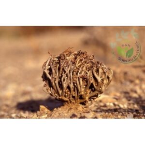 Rose de Jericho (Shajarat Maryam) 20g - 100% Naturelle – Image 3